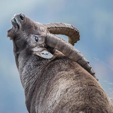 Edelweiß Am öberle * Au (Bregenz)
