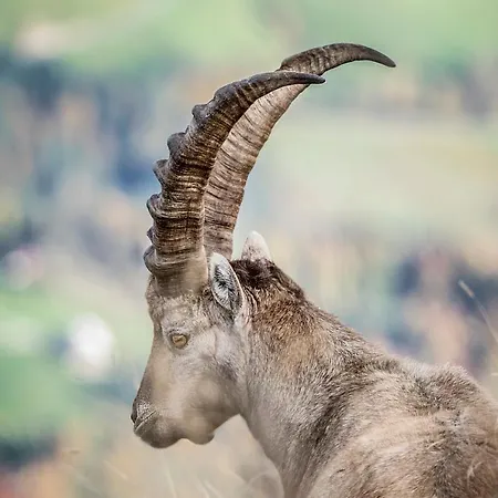 Edelweiss Am Oeberle 宾馆 *