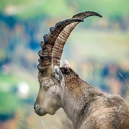 Edelweiss Am Oeberle Fogadó