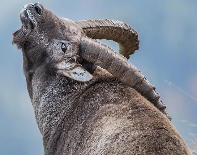 Edelweiss Am Oeberle * Au (Bregenz)