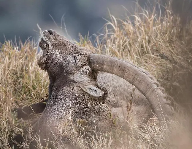 Edelweiss Am Oeberle Inn *