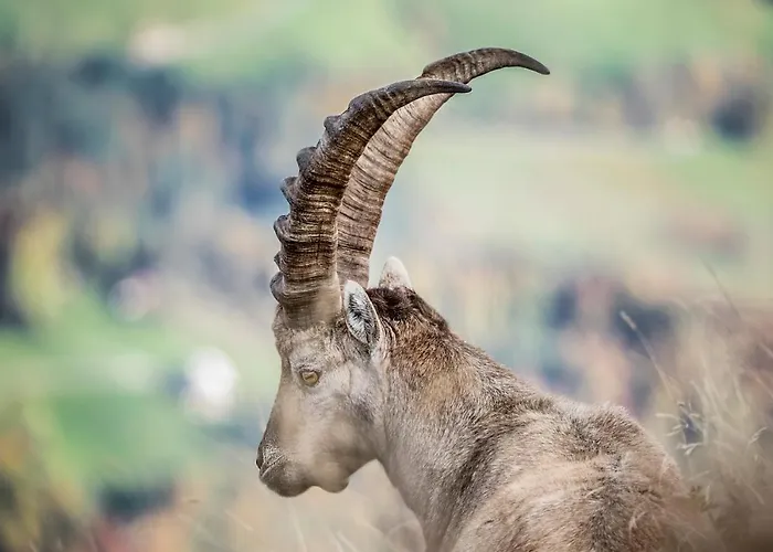 Edelweiss Am Oeberle Inn *